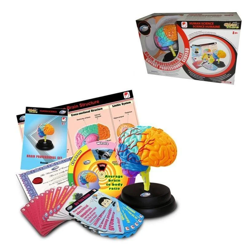 Solid Wood Educational Toys with a Science Experiment Theme for Young LearnersAnatomy - Brain Professional  Set